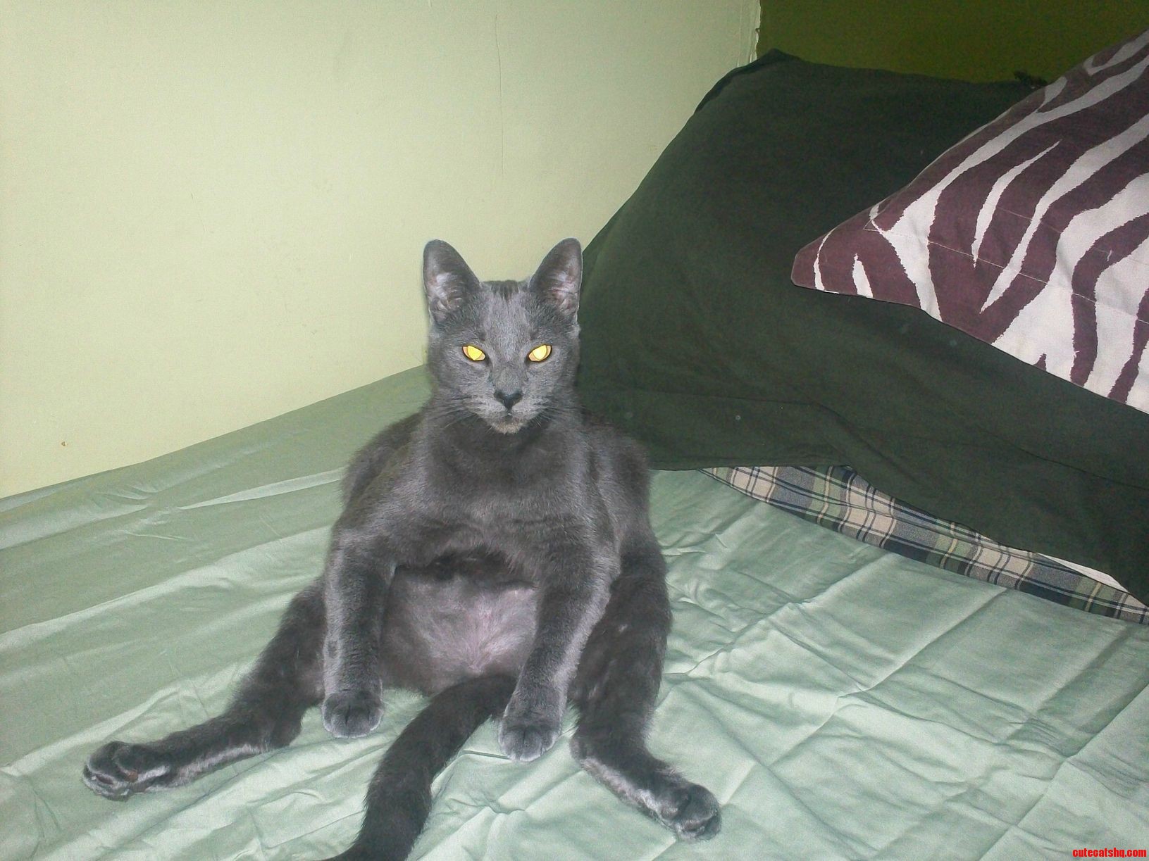 Meet Smokey