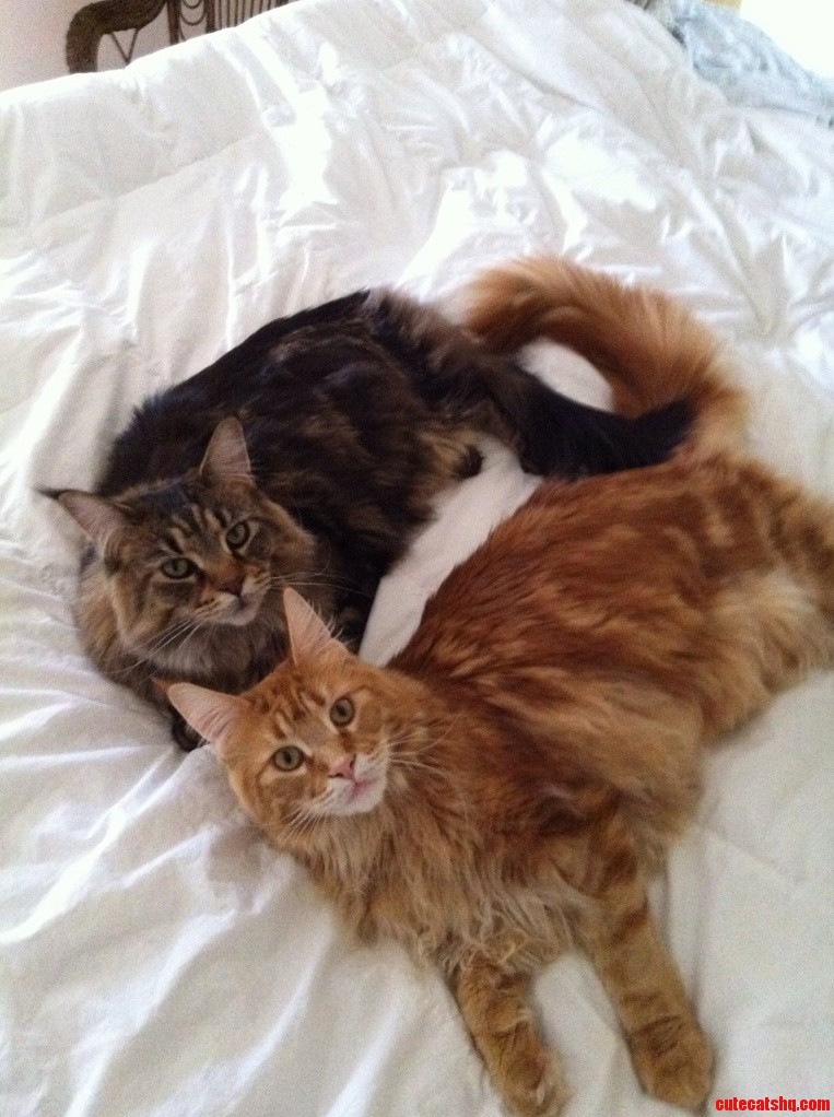 Meet Two of Our Maine Coons Tierra and Del Fuego.
