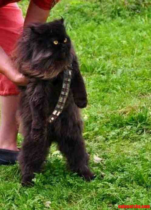 Mewbacca the Wookie Cat.