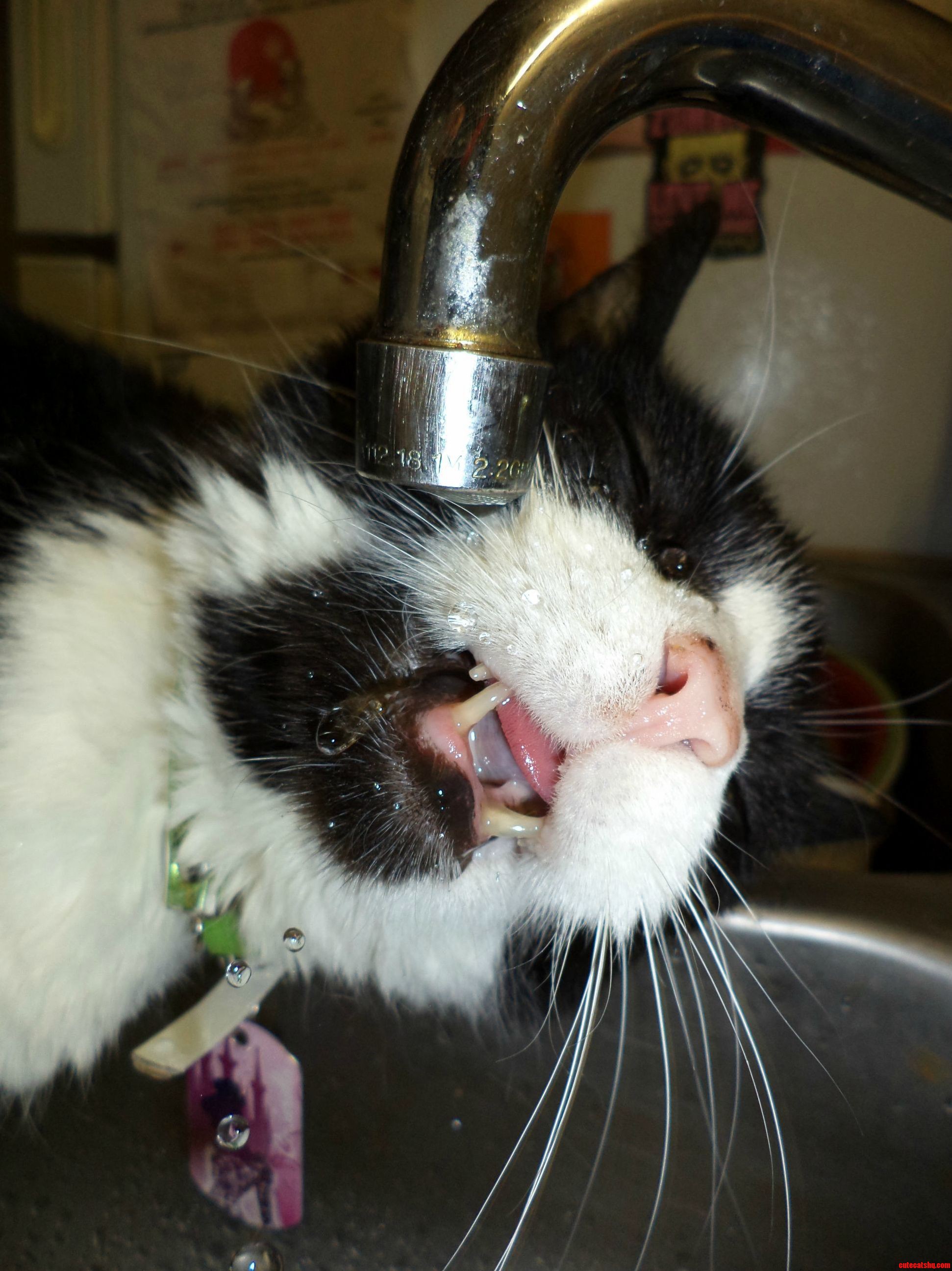 Miss Kitty Very Gracefully Drinking from the Faucet.