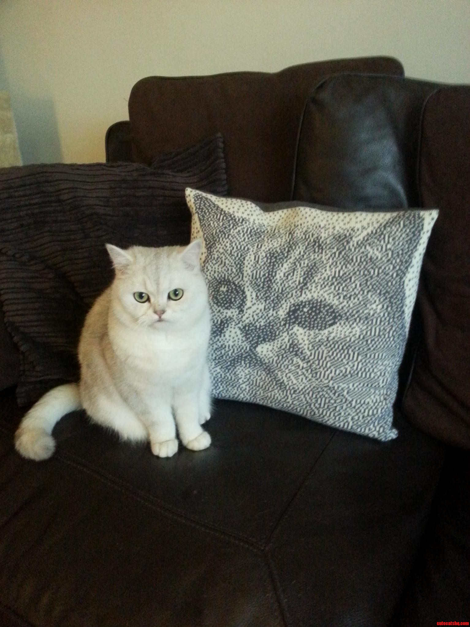 Momo and His Personal Pillow