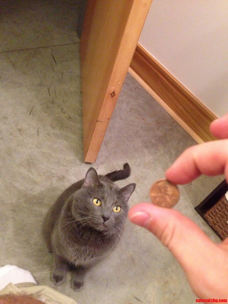 Moneycat Wants Moneyz