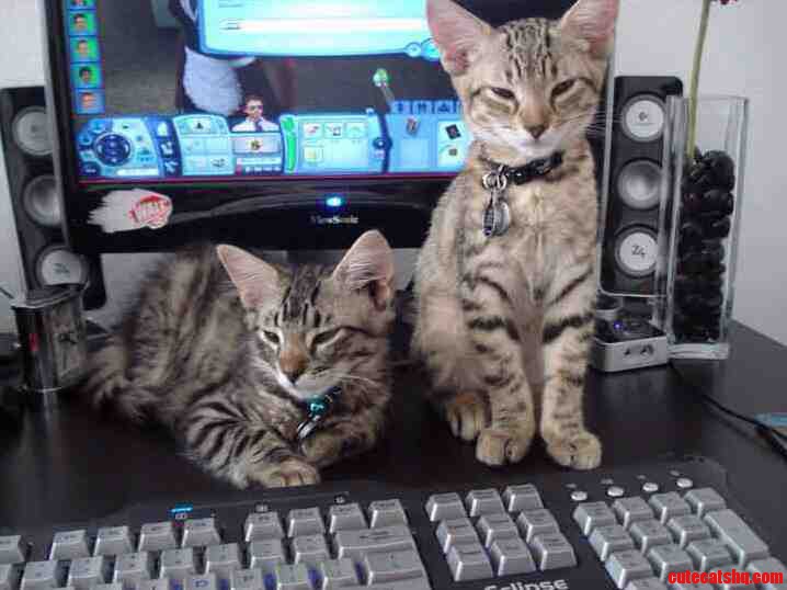My 6 Month Old Kittens