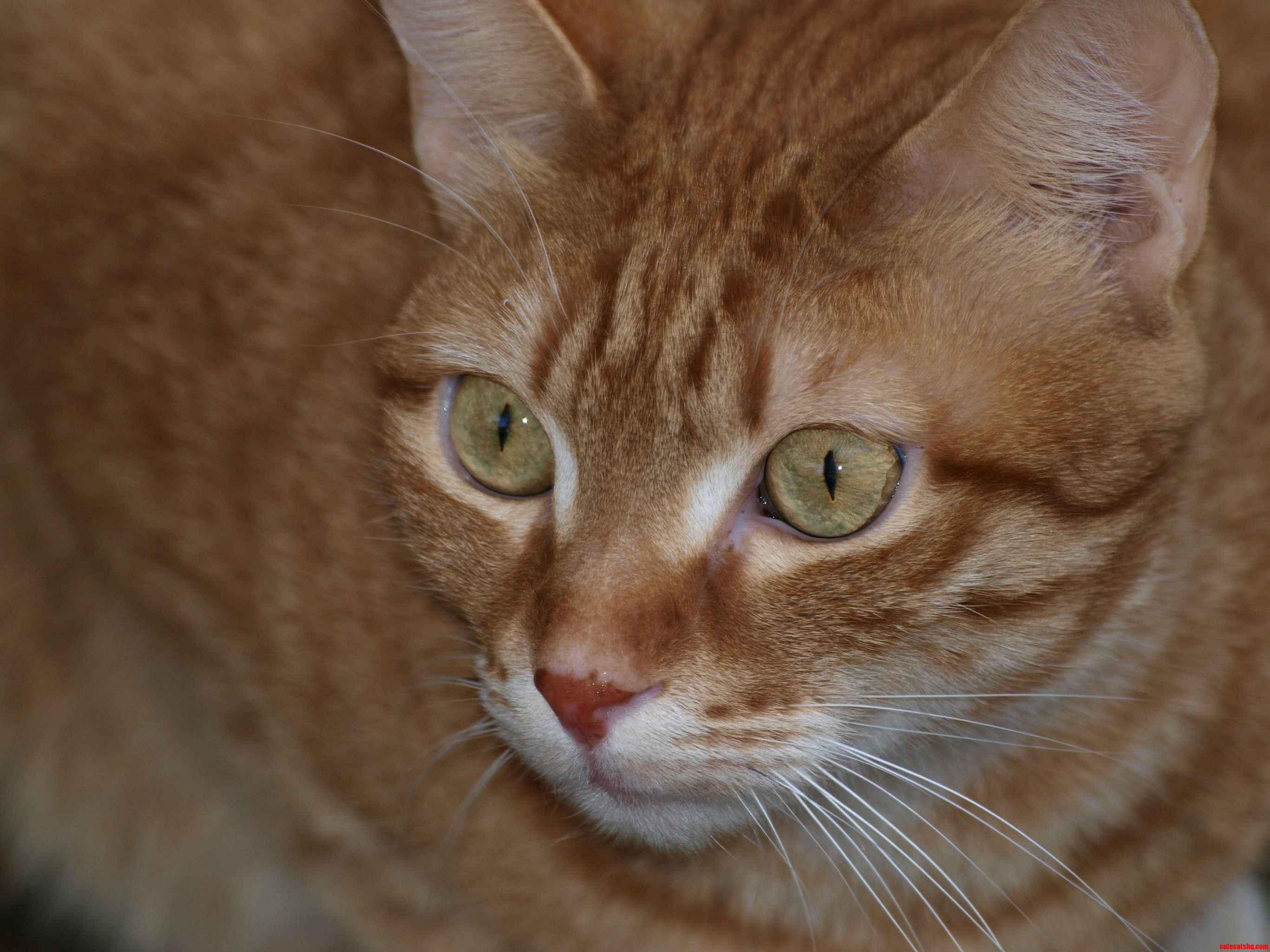My Beautiful Boy Spike