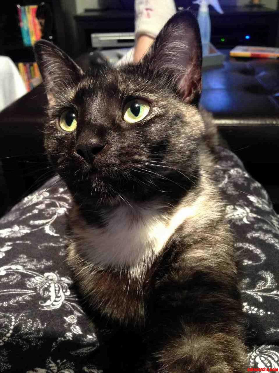 My Beautiful Girl Orange Pekoe.