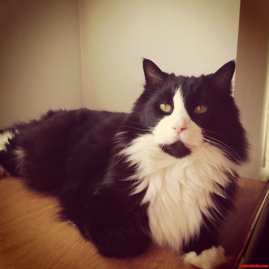 My Beautiful Kitty on His 9th Birthday