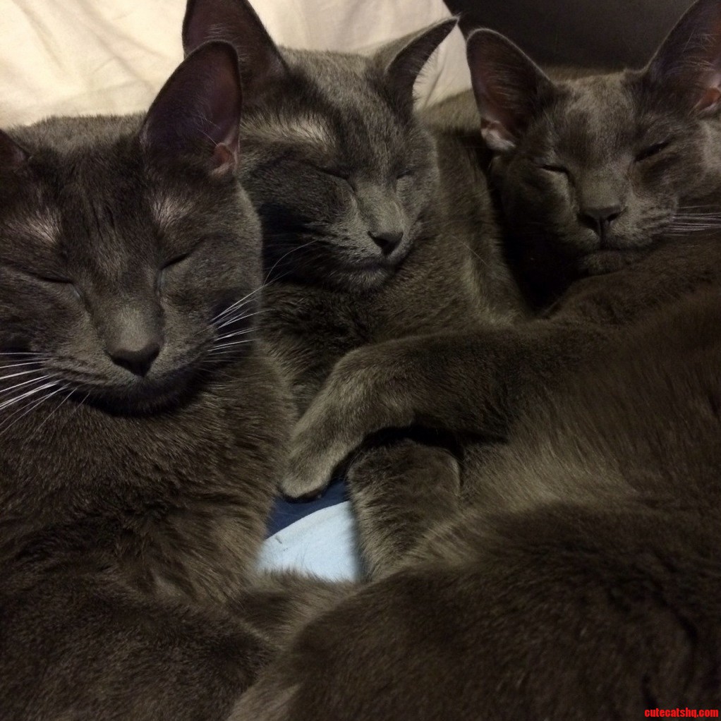 My Blues 3 Harley Meowington Bender