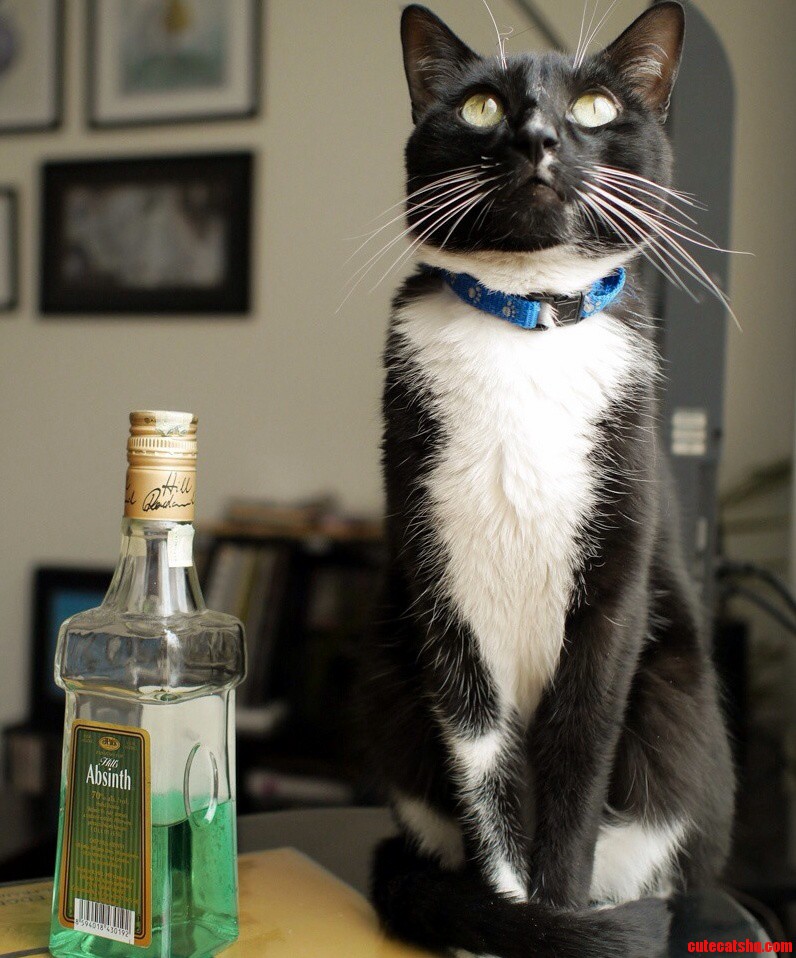 My Bohemian Gato Cat in Spanish