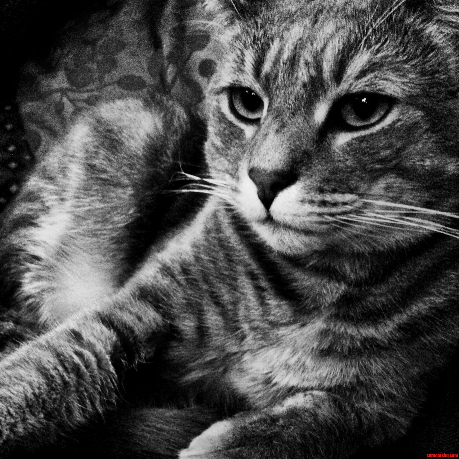 My Brothers Cat Is So Regal.