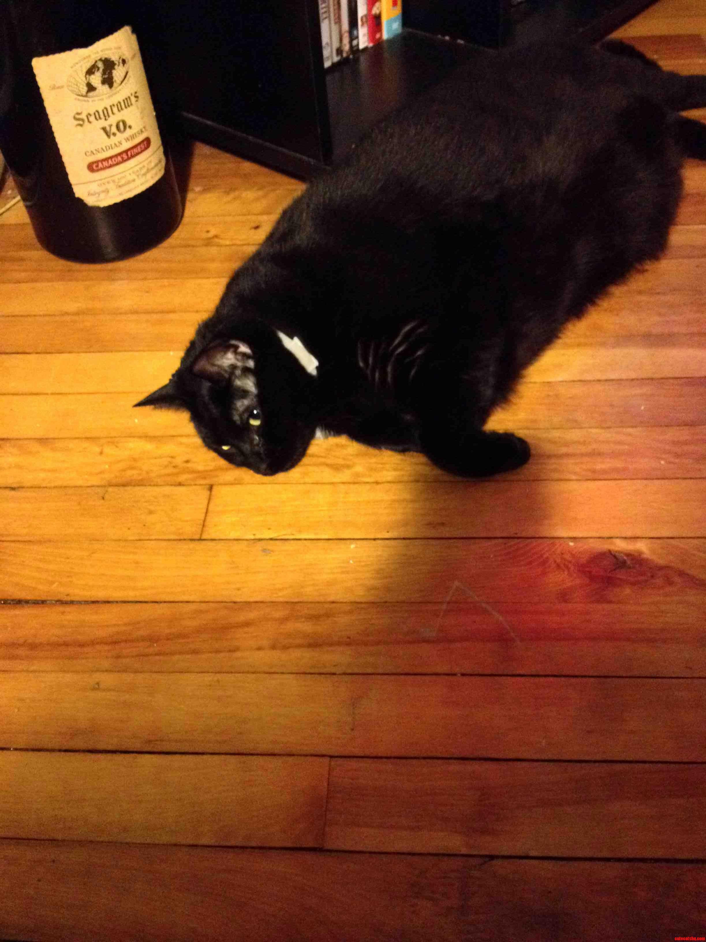 My Brothers Potato-shaped Cat with the Apt Name Potato-cus. Down 10lbs Since Adoption 4 Months Ago