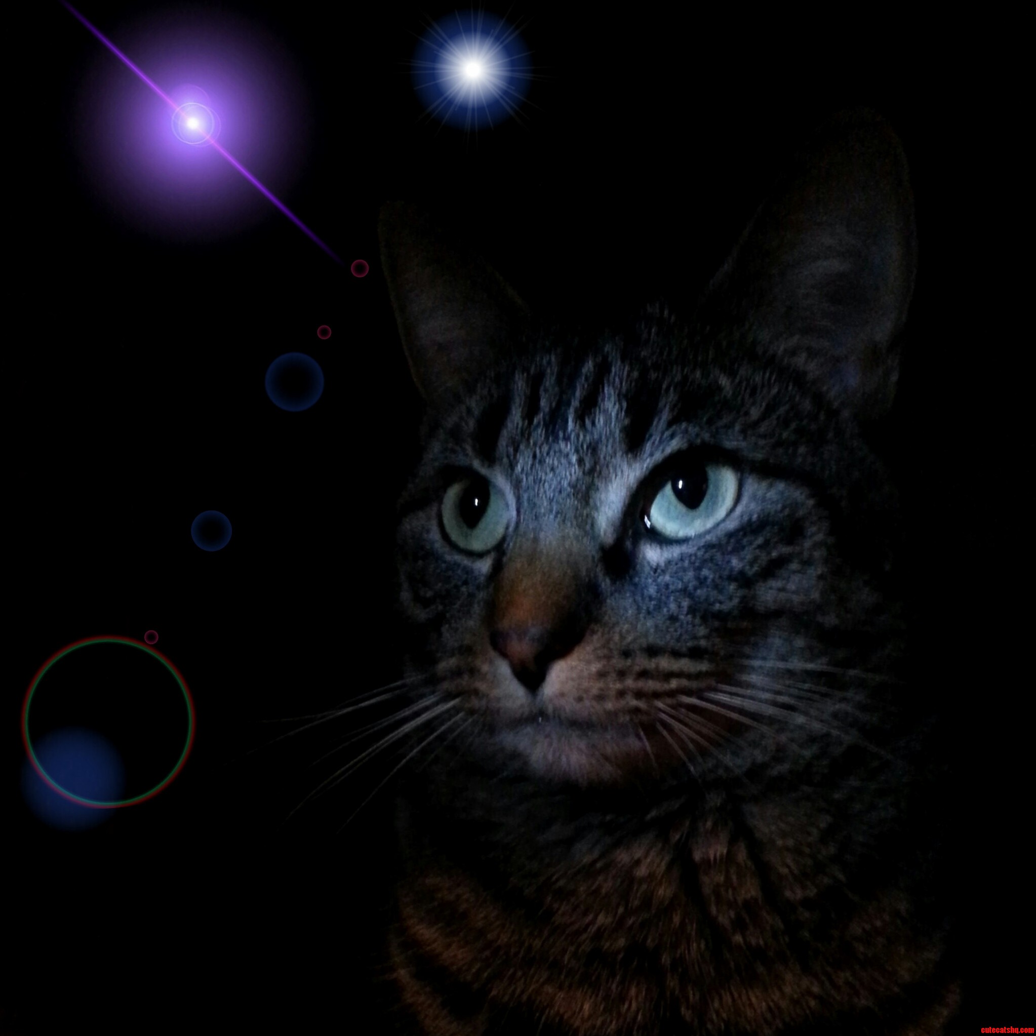 My Cat Annie Contemplating the Wonders of Space