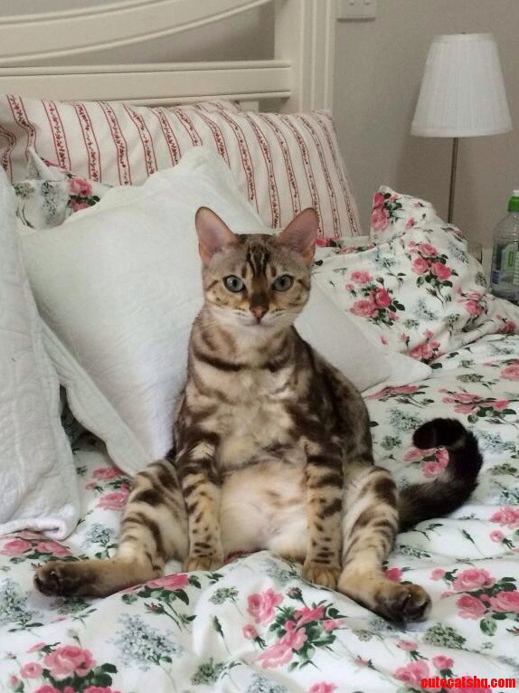 My Cat but Too Cute