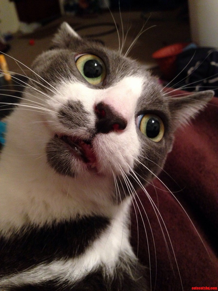 My Cat Has Ugly Teeth.