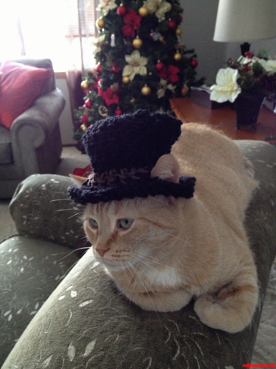 My Cat in a Top Hat I Made.