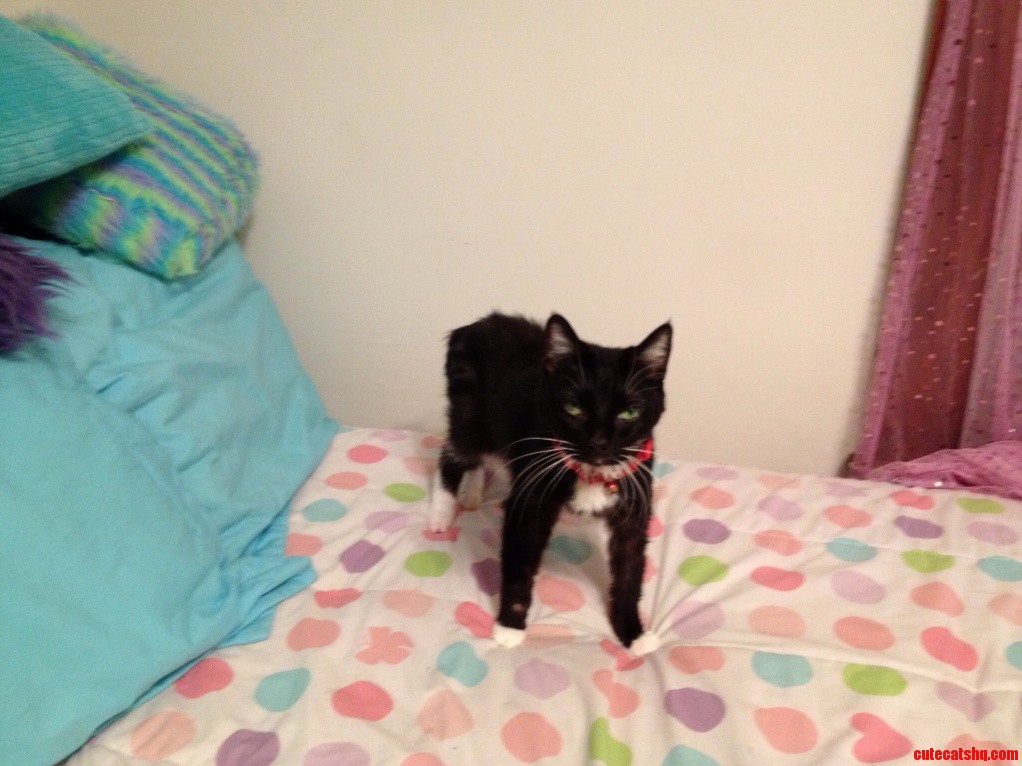 My Cat Is Also Very Photogenic.