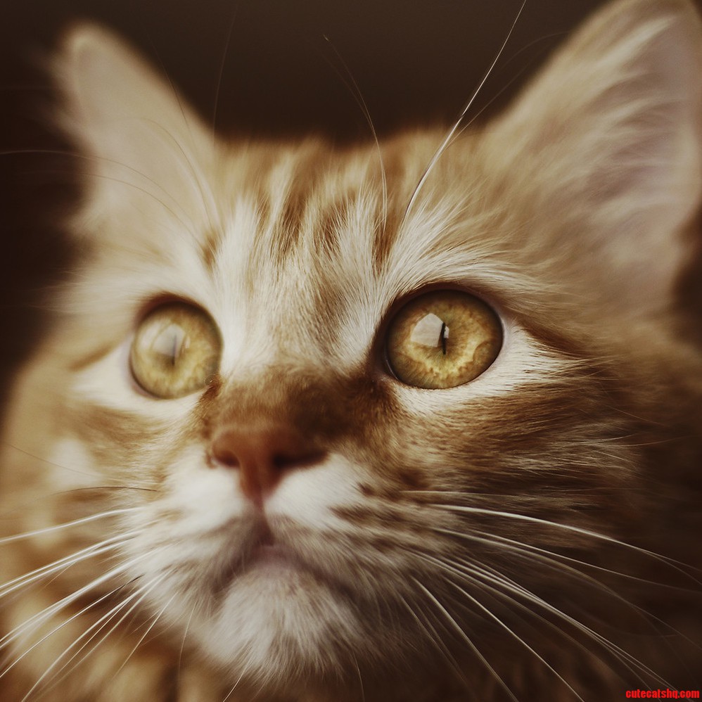 My Cat Is Crazy Photogenic