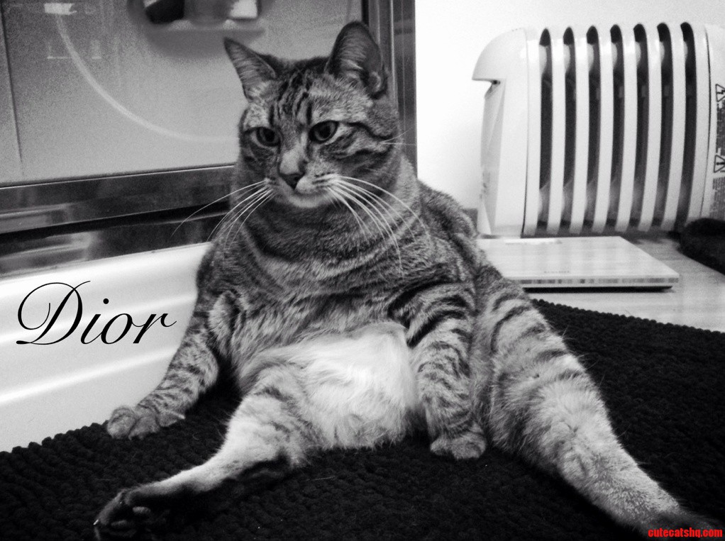 My Cat Is Diors New Kitty Line Model.