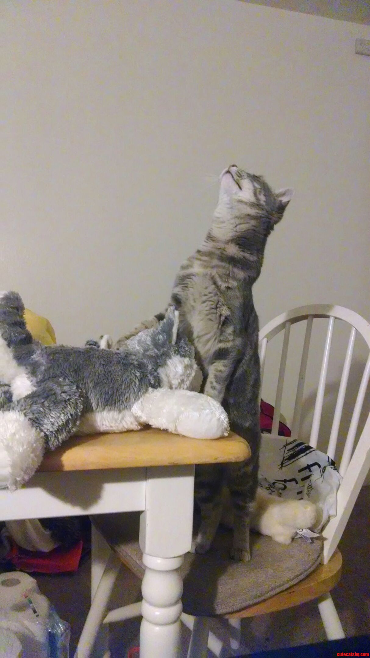 My Cat Is Getting a Blow Job It Seems...