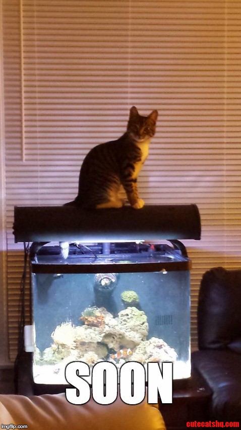 My Cat Is Learning to Fish in My Living Room