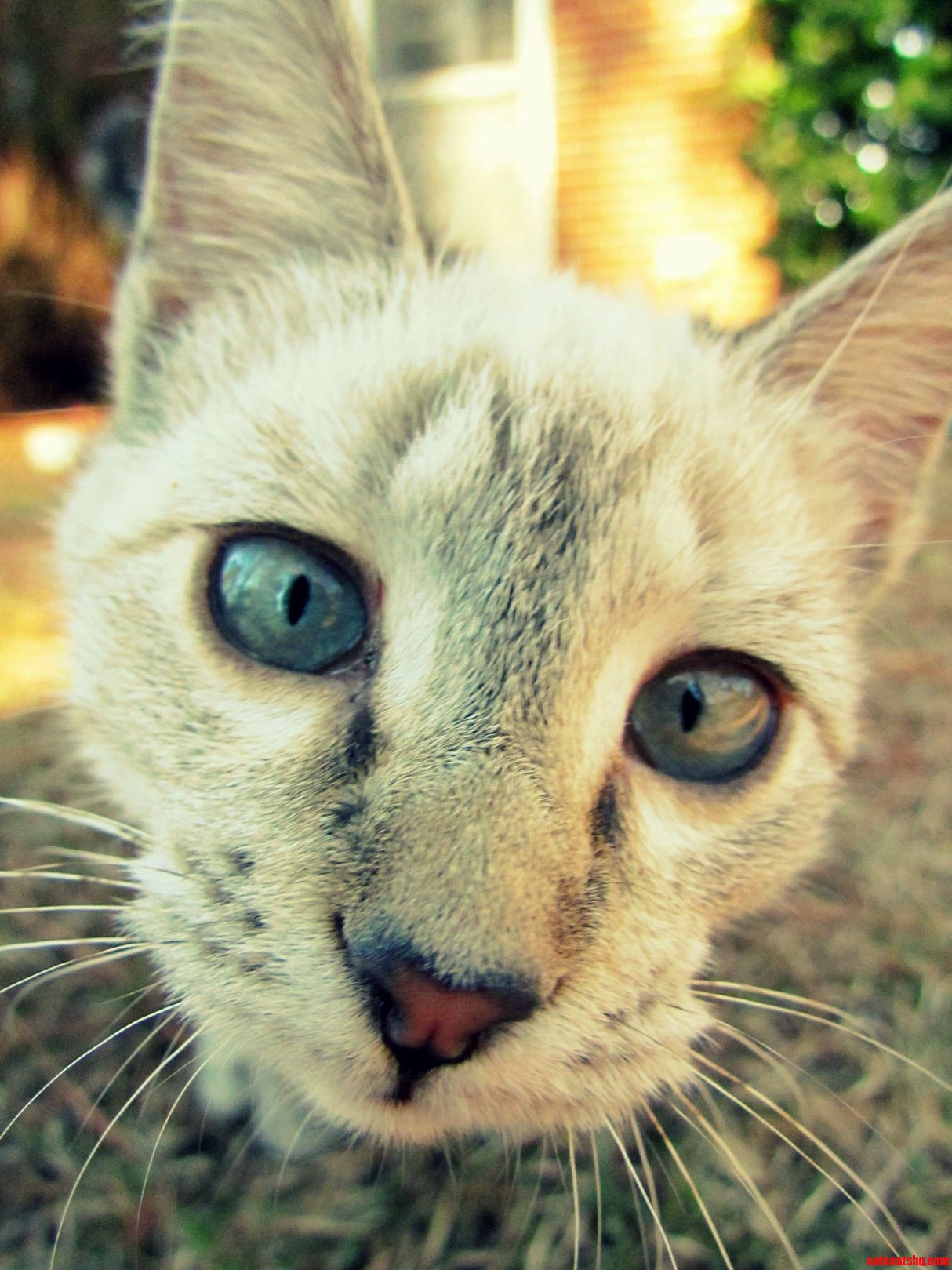 My Cat Kat Is a Camera Hog.