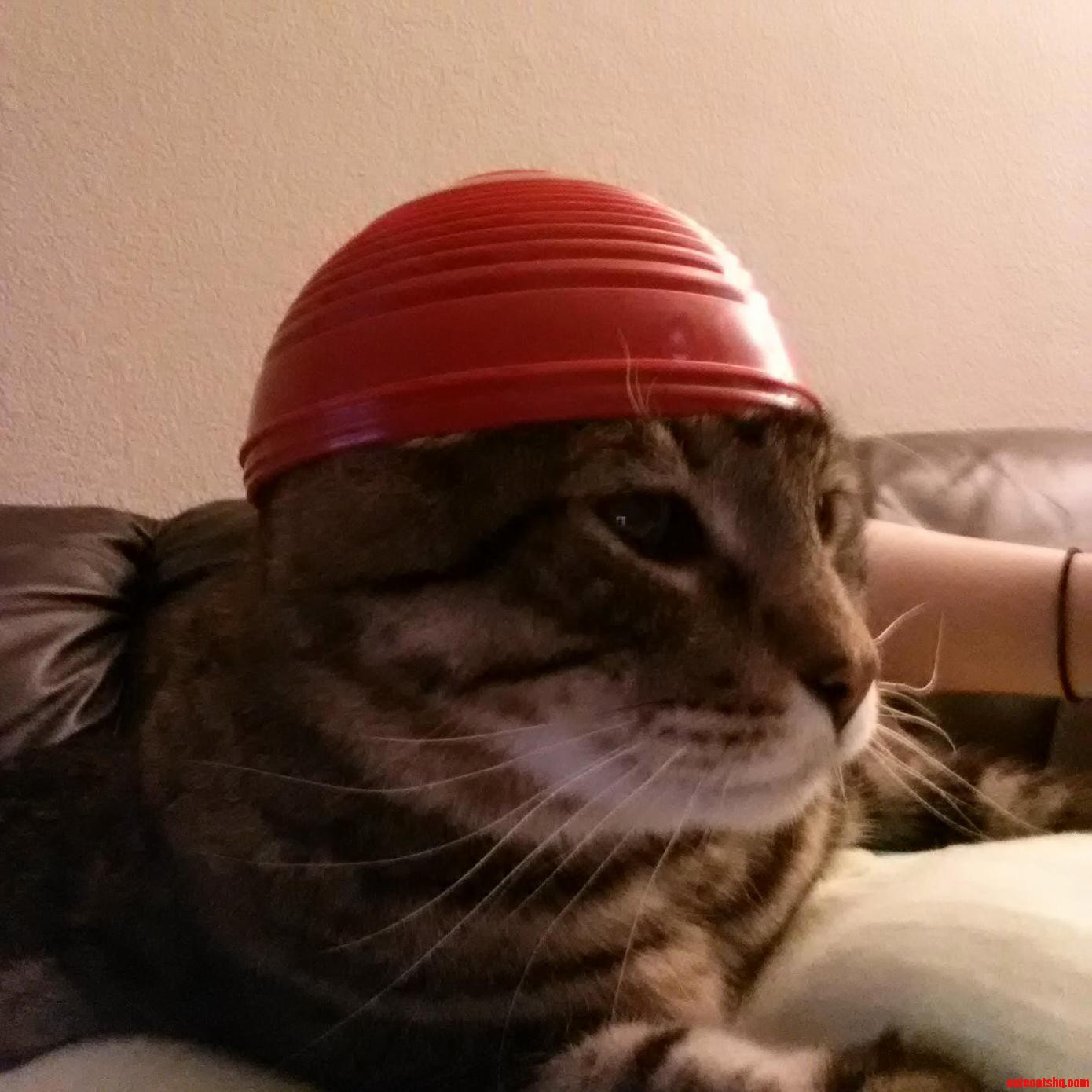 My Cat Knows How to Whip It Good
