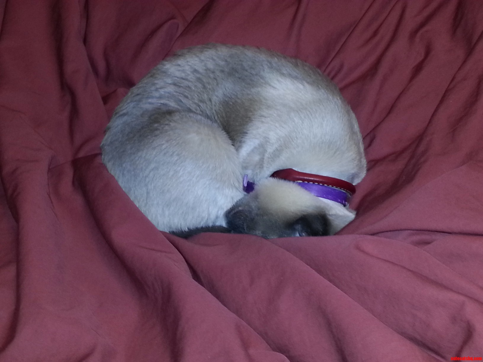 My Cat Likes My New Bed More Then I Do.