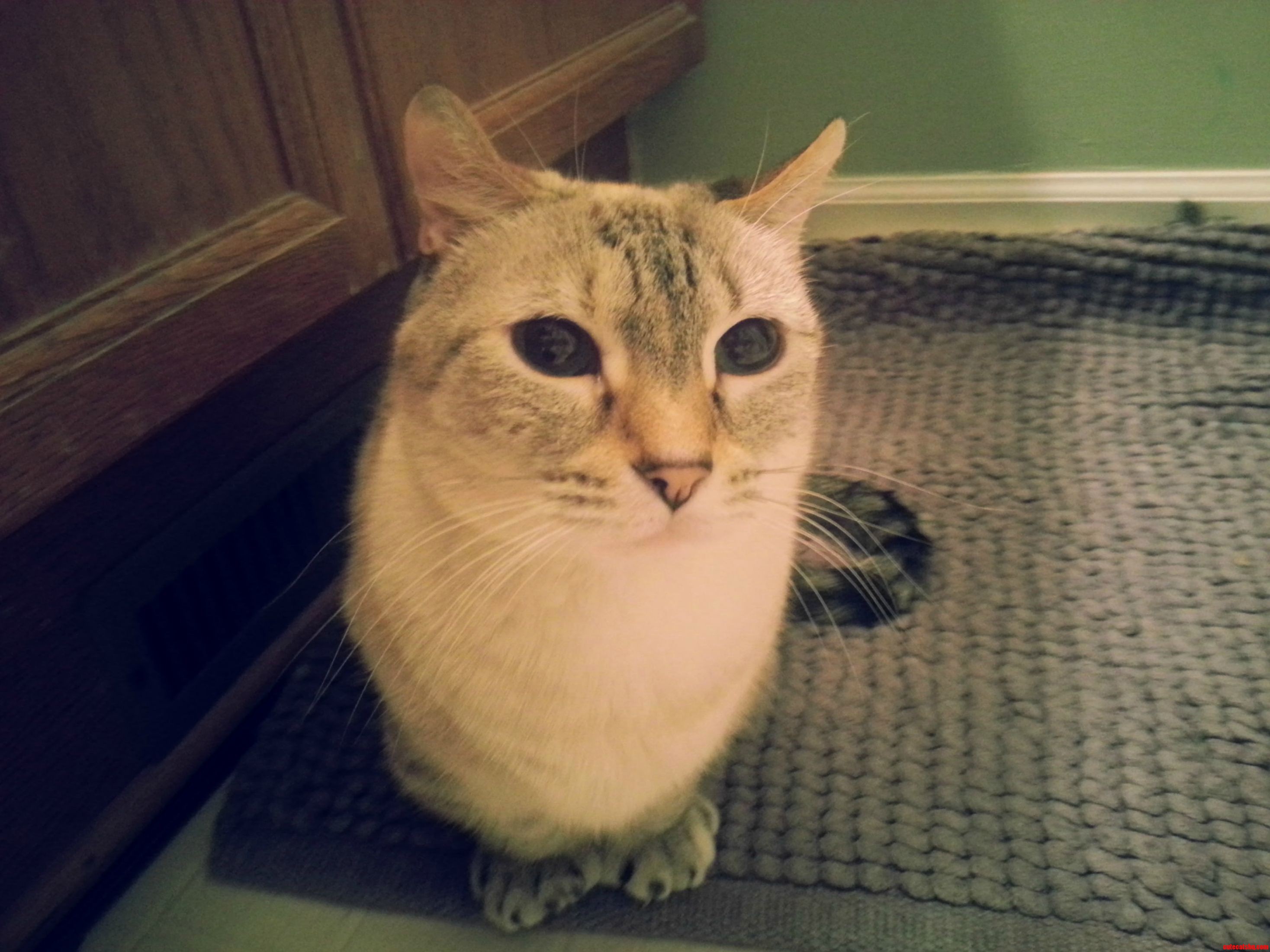 My Cat Looks Like a Snow Owl.