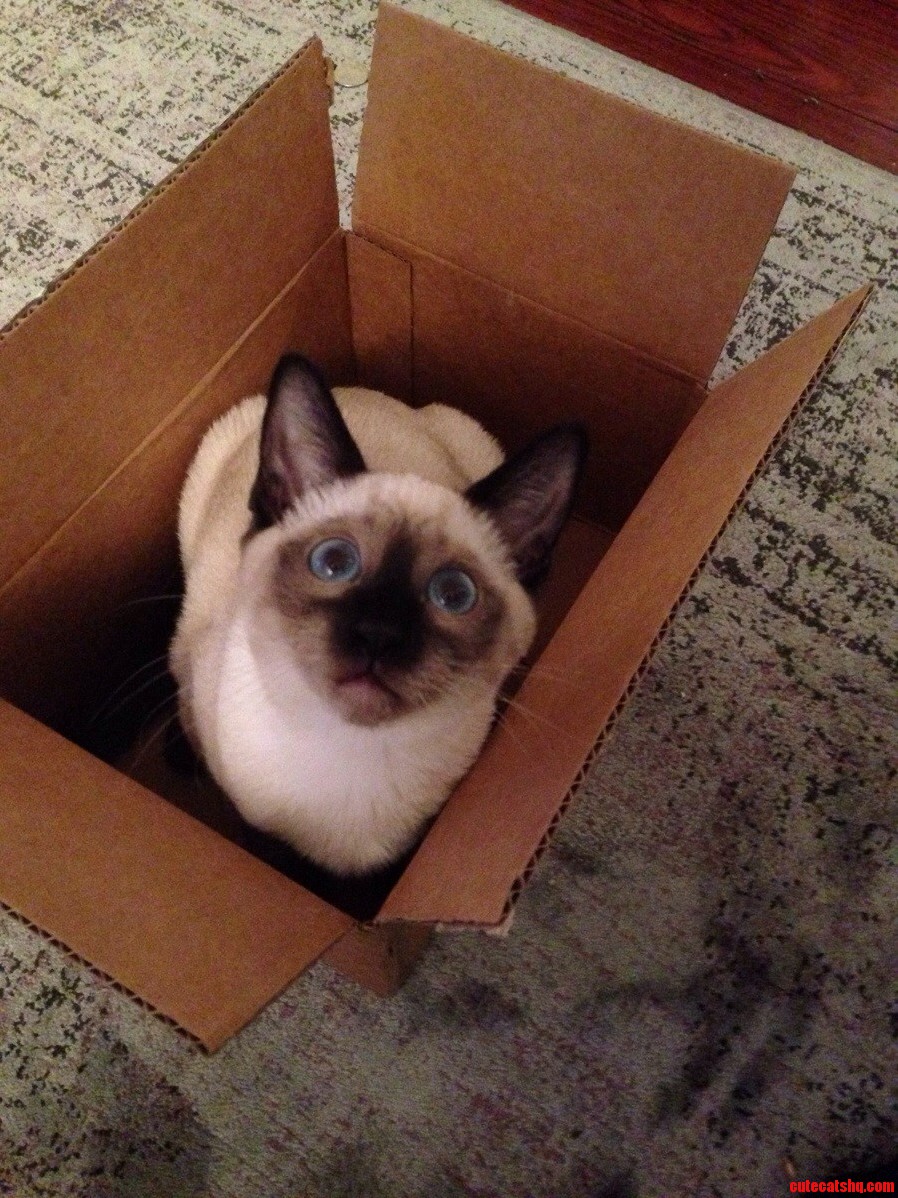 My Cat Loves Boxes Its Too Cute for Me to Handle