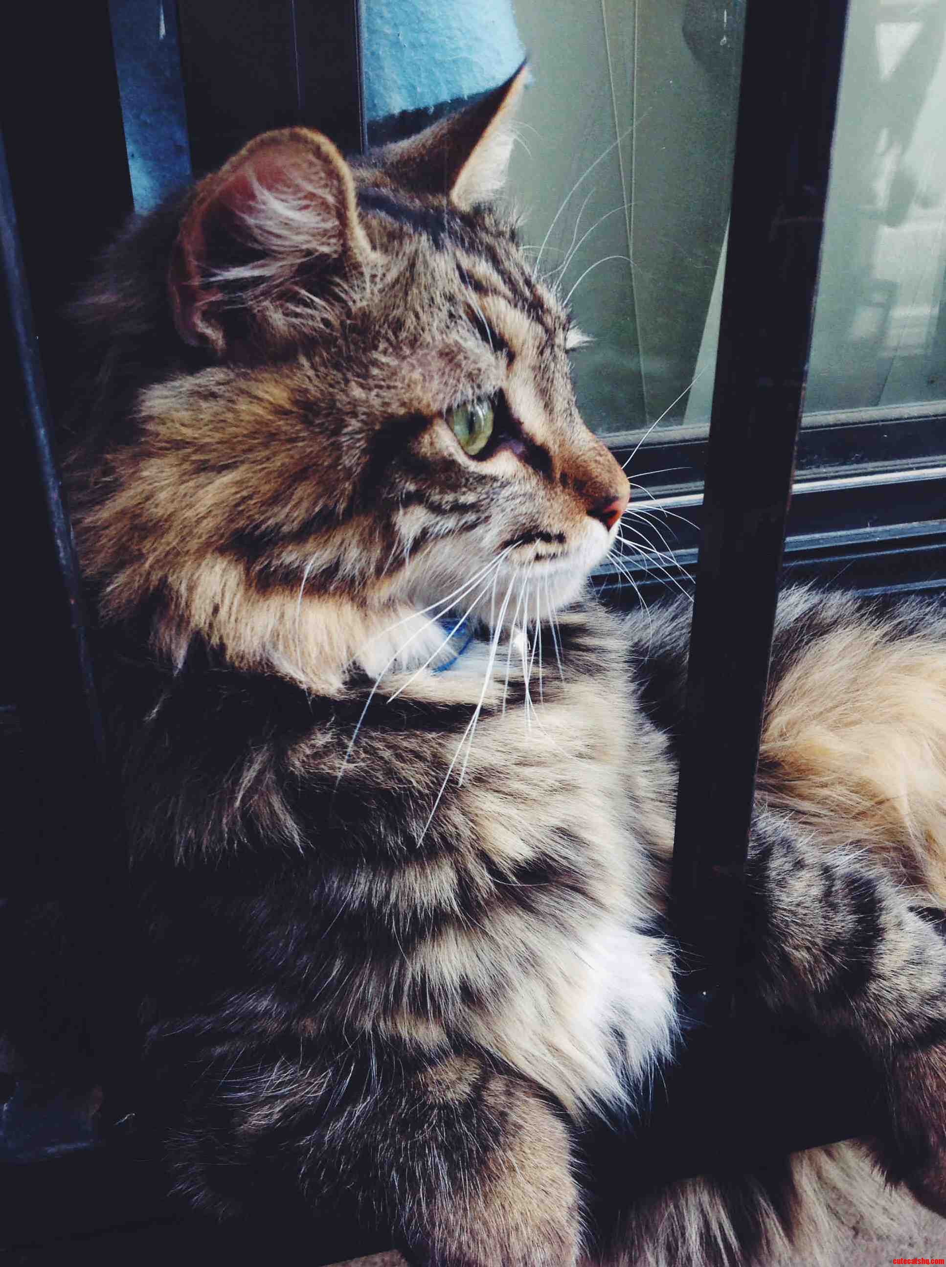 My Cat Loves the Days When He Can Relax Outside.