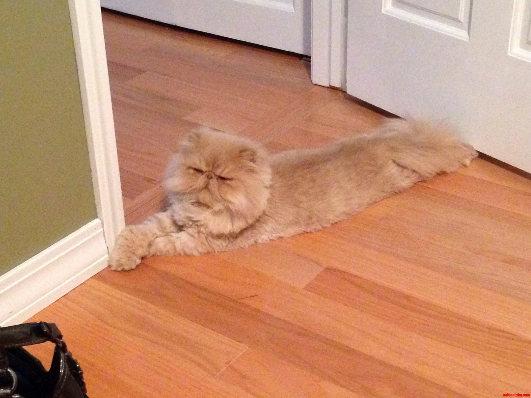 My Cat Loves to Stretch Out and Relax