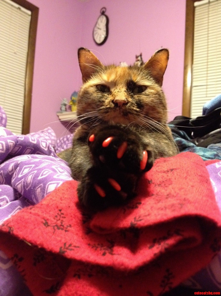 My Cat Pumpkin Showing Off Her New Nails