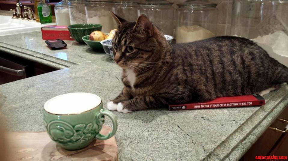 My Cat Really Doesnt Want Me to Read This Book...