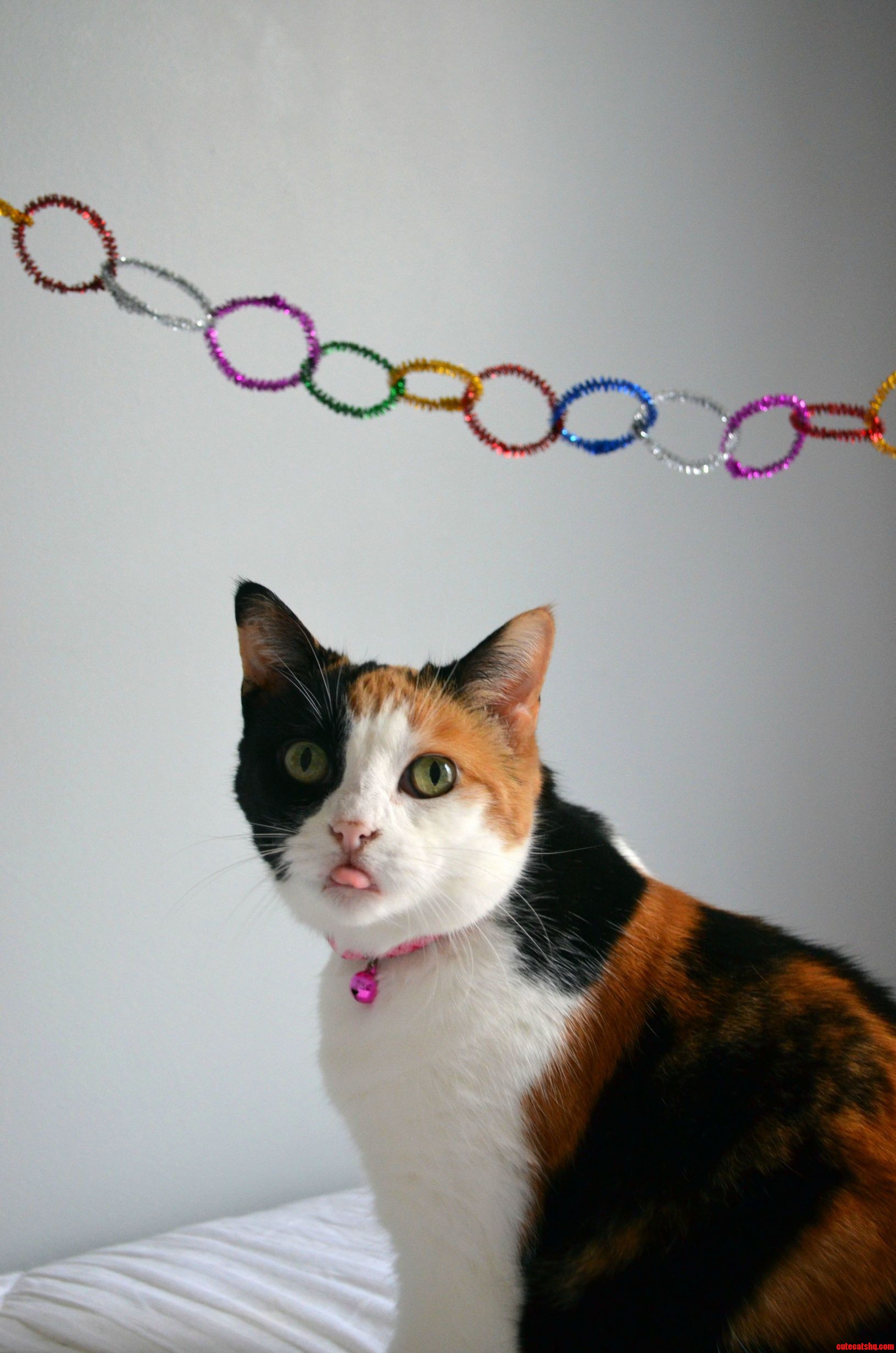 My Cat Ruining Improving a Photo I Was Trying to Take for My Etsy Shop.