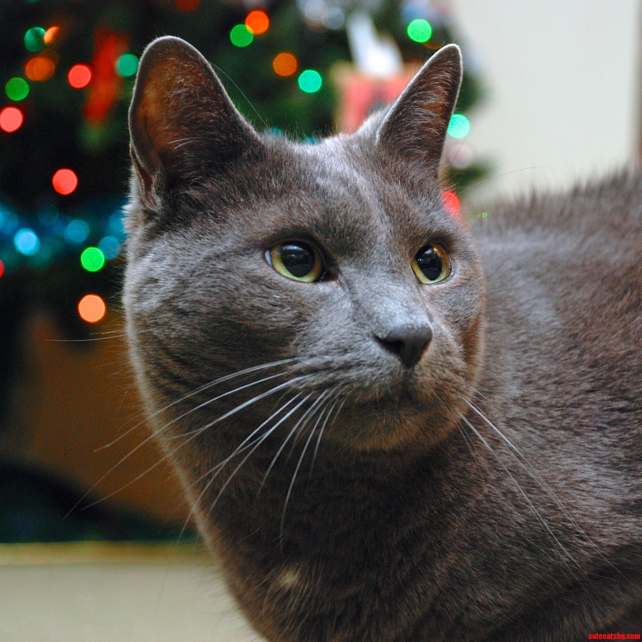 My Cat Striking a Pose.
