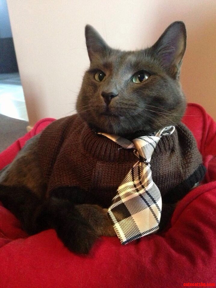 My Cat Winston Looks Like a High School Teacher