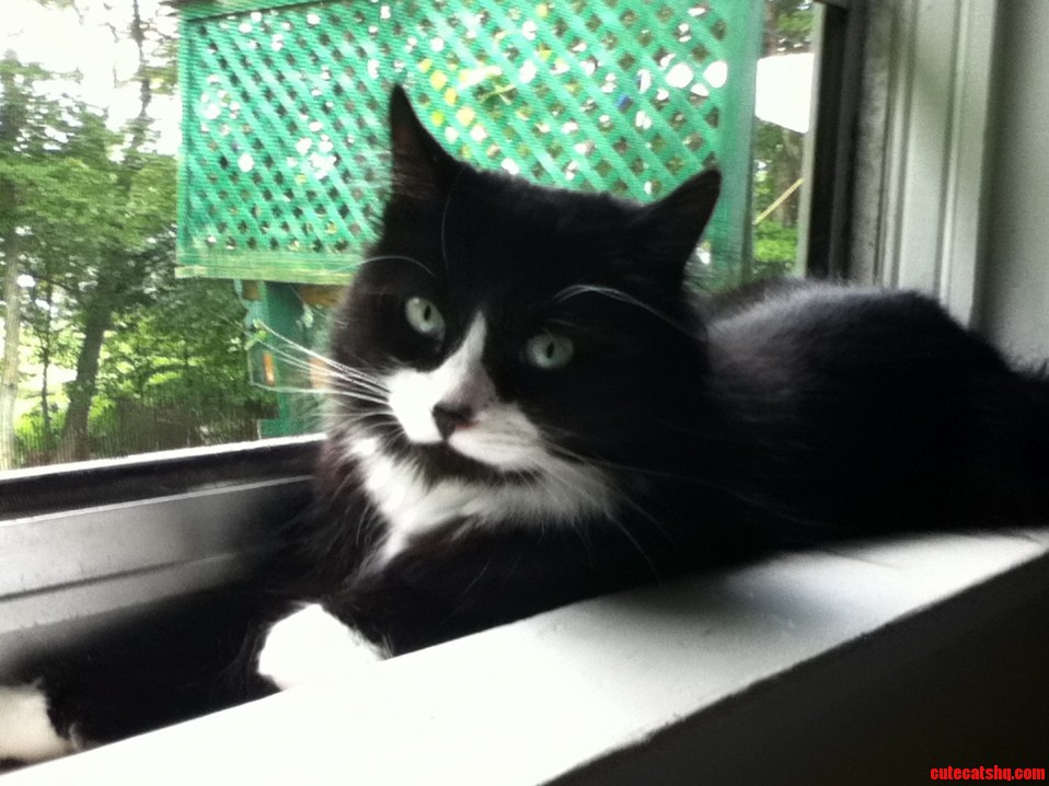 My Cat. I Have No Idea of the Breed.
