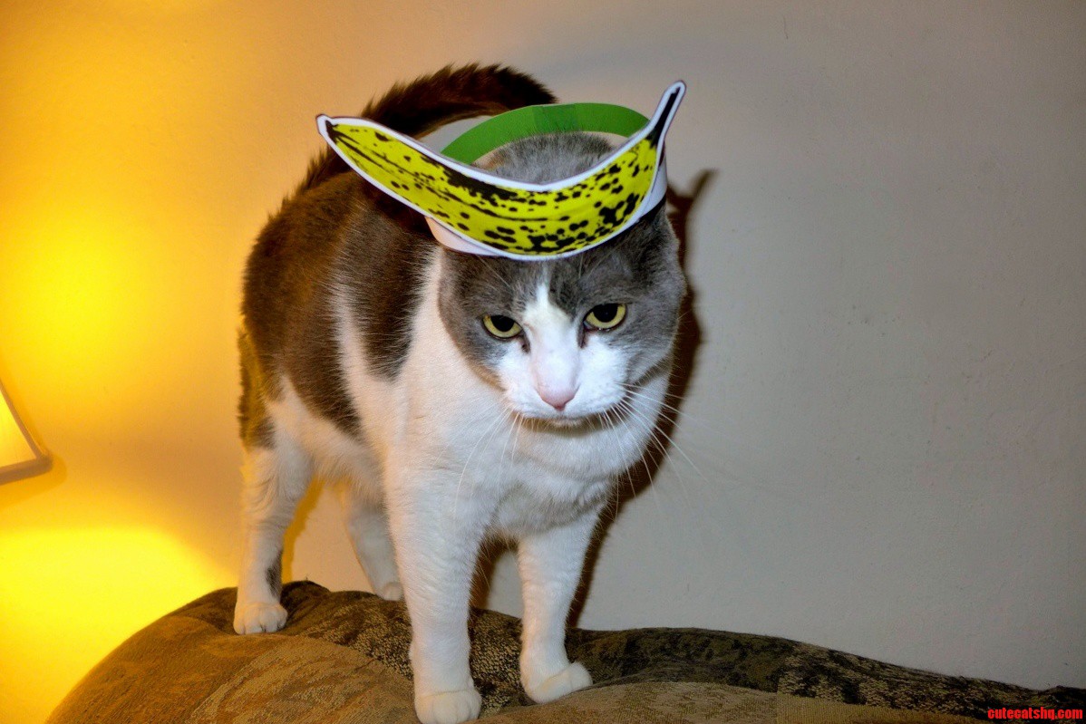 My Cat.....w Banana