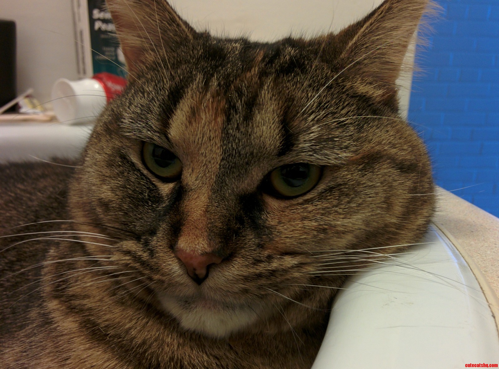 My Cat