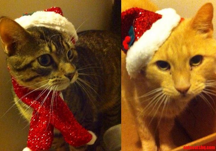 My Cats Are Festive...kind Of.