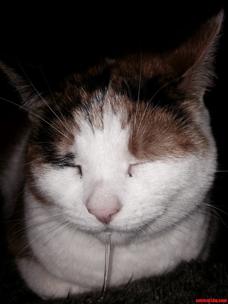My Dribbly Kitty