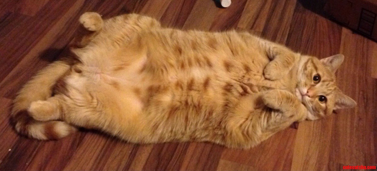 My Fat Little Man Donnie.