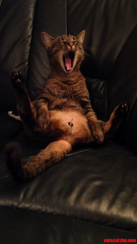 My Friend in Austria Sent Me a Pic of Her Cat
