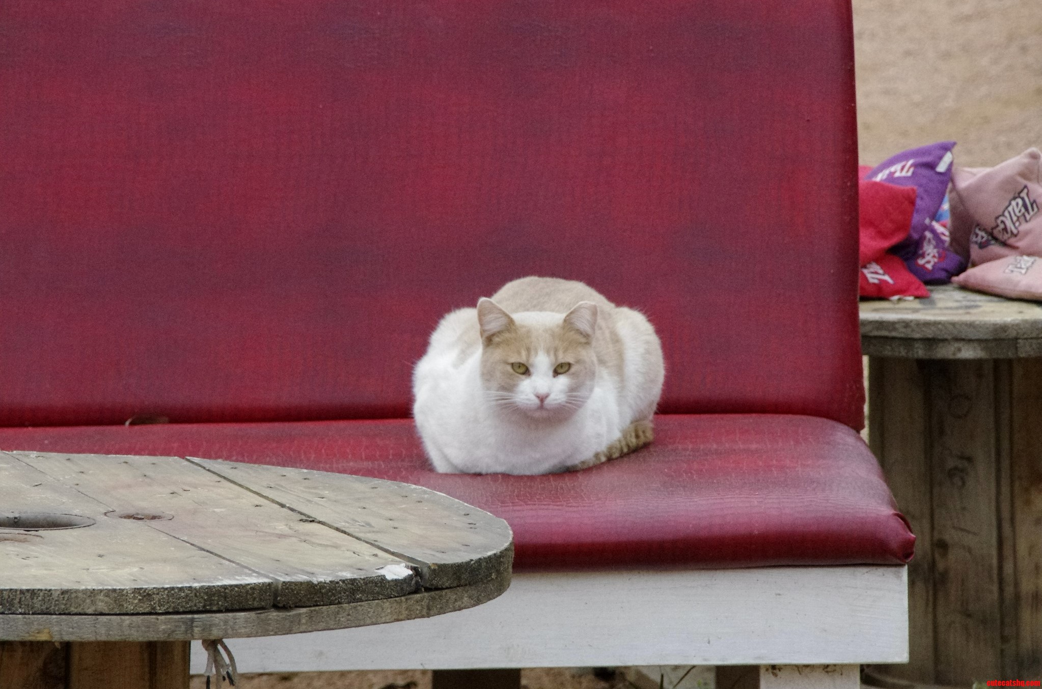 My Friend Named This Cat Cheesecake
