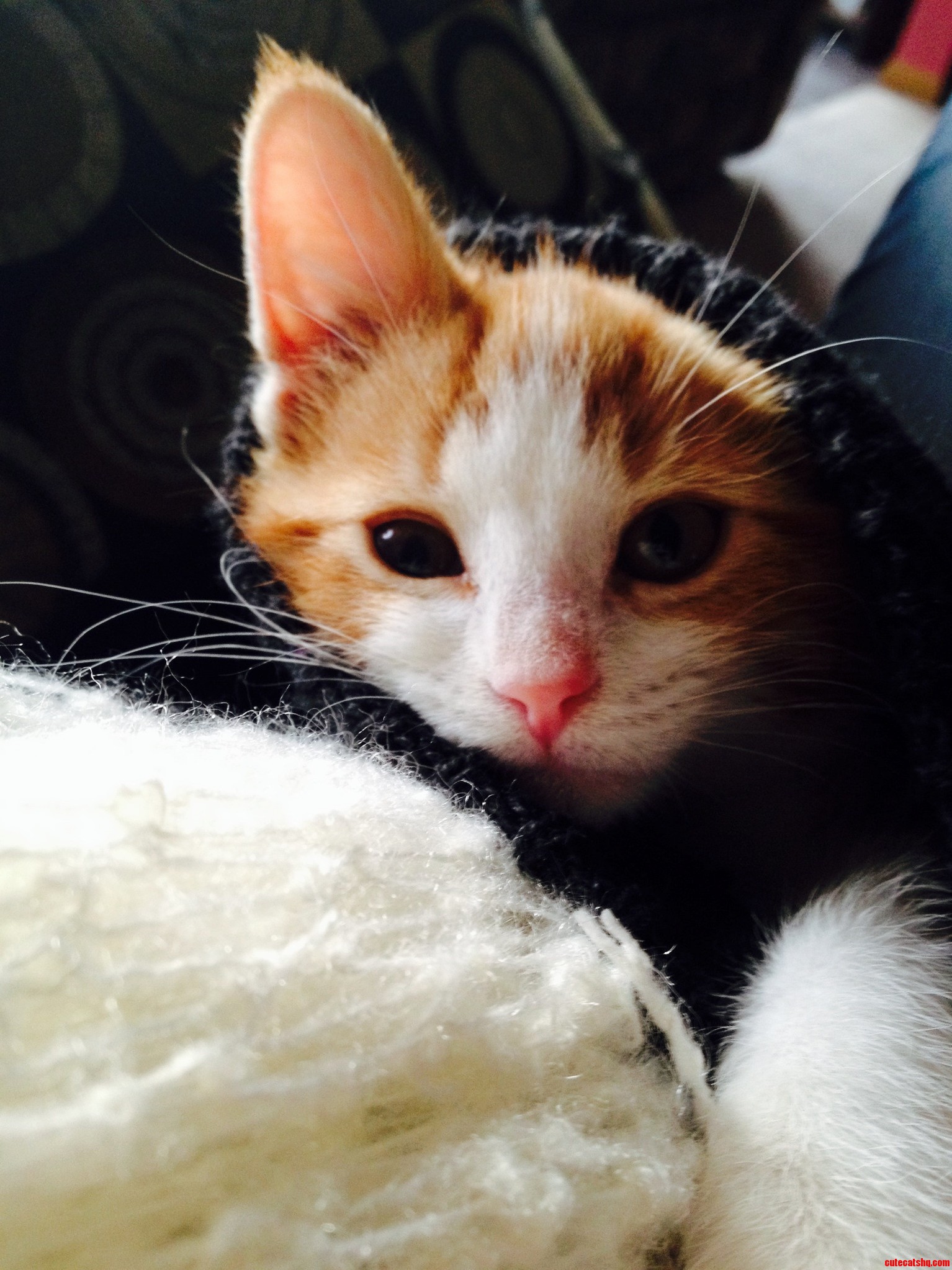 My Friends Cat Gus in a Legwarmer