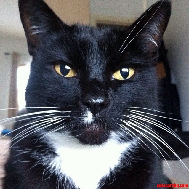 My Friends Cat Is So Judgemental During a Hangover