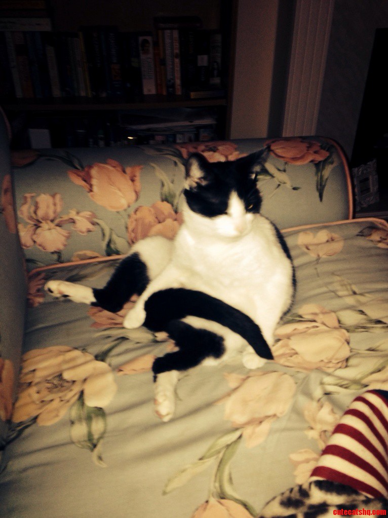 My Friends Cat Just Taking It Easy