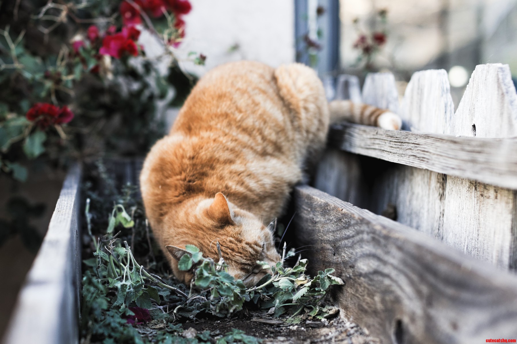 My Friends Housecat Corona Nuzzling Against Some Catnip