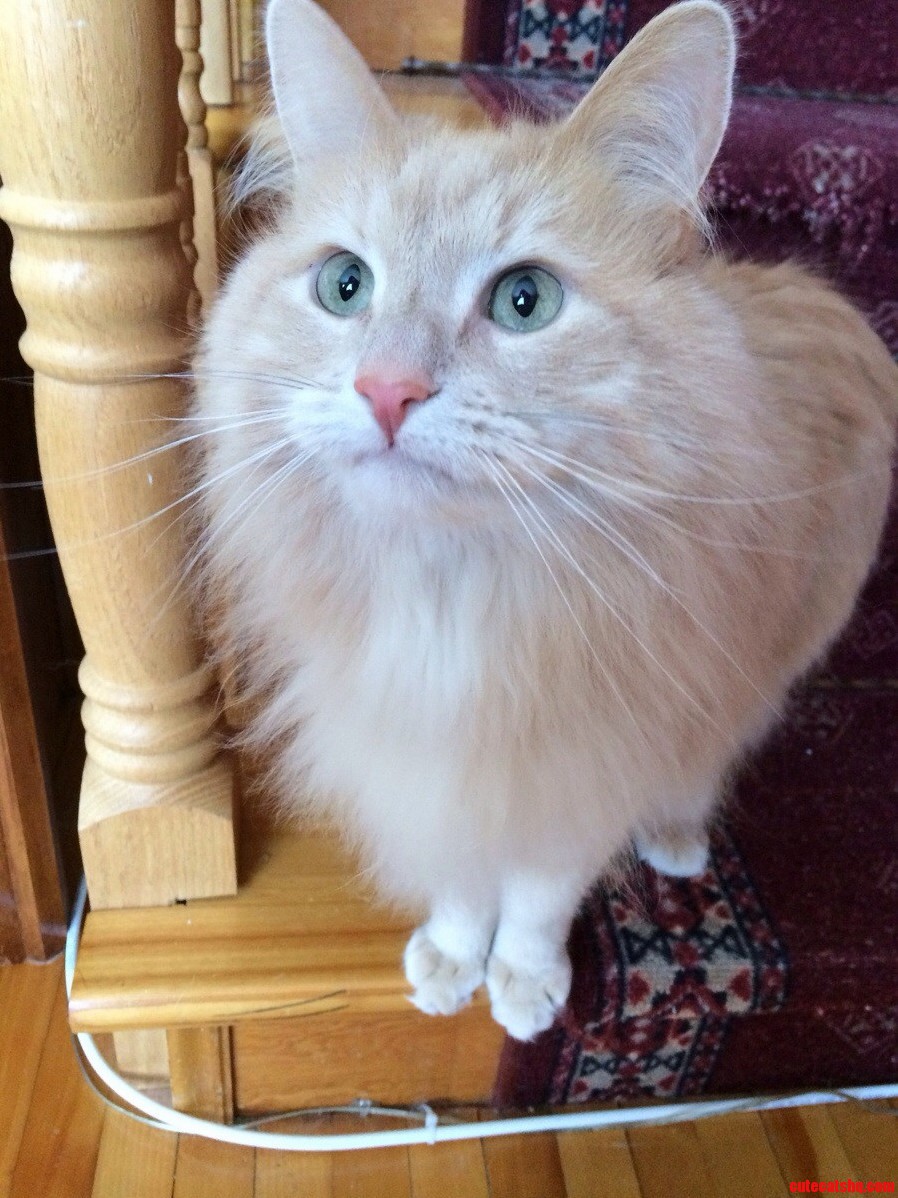 My Godmothers Cat Is Such a Pretty Boy Meet Bobby