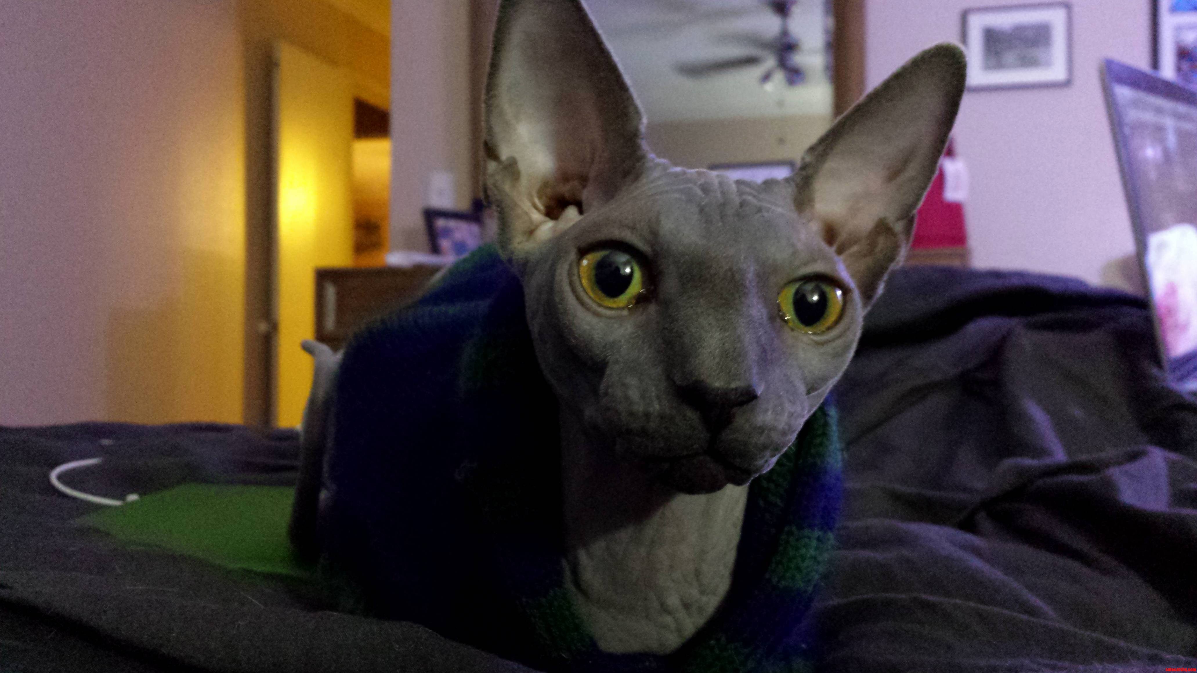 My Hairless Cat