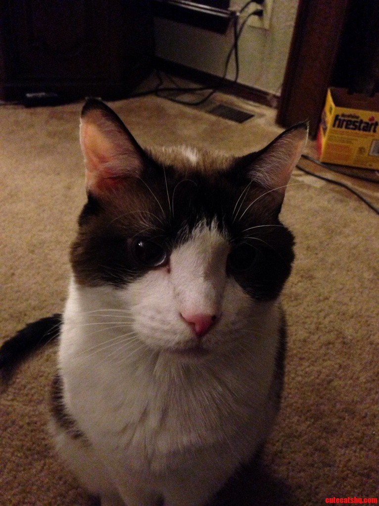 My Handsome Cat Stitches